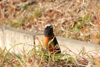 2020年2月3日(月) 三ツ池公園(横浜市鶴見区)の野鳥観察記録