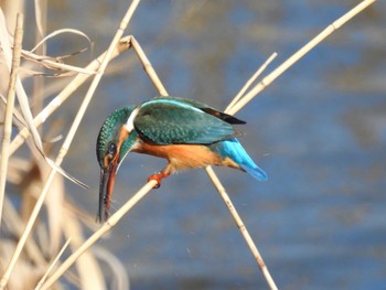 カワセミ 芝川第一調節池(芝川貯水池) 2020年2月2日(日)