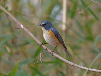 Sun, 2/2/2020 Birding report at Arima Fuji Park