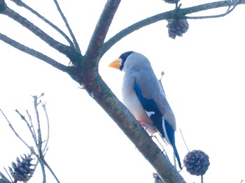 Japanese Grosbeak 瑞浪市 Mon, 2/3/2020