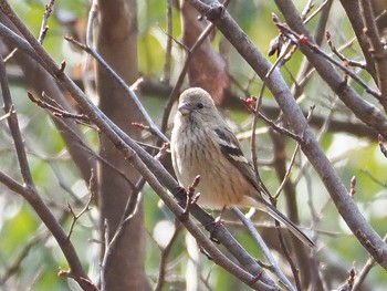 Siberian Long-tailed Rosefinch 瑞浪市 Mon, 2/3/2020