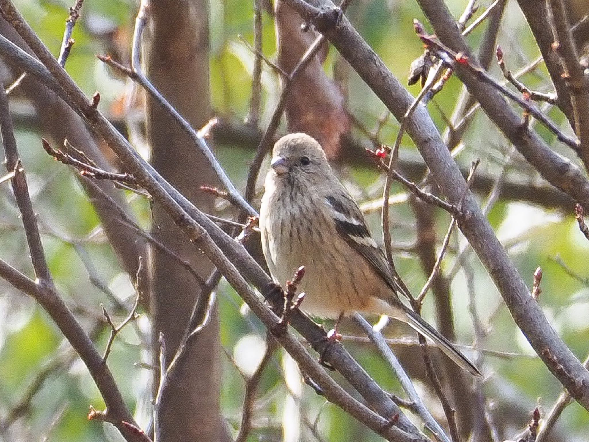 Photo of Siberian Long-tailed Rosefinch at 瑞浪市 by きずきず