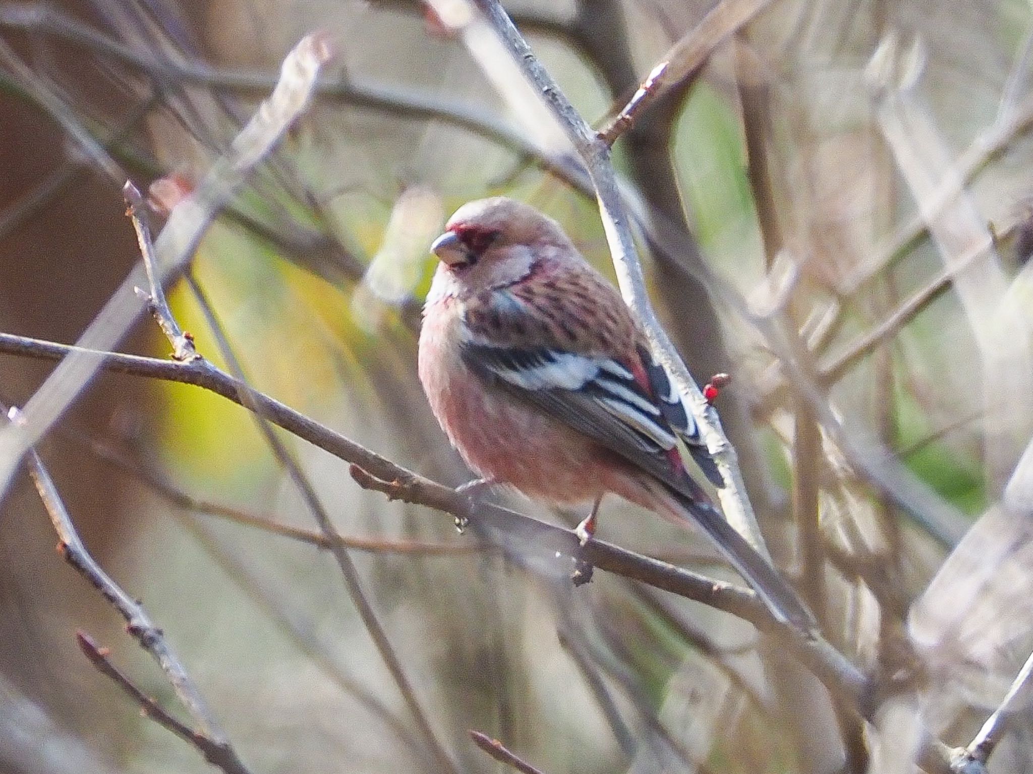 Photo of Siberian Long-tailed Rosefinch at 瑞浪市 by きずきず