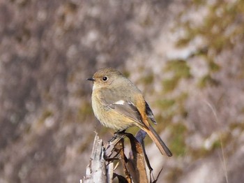 Daurian Redstart 瑞浪市 Mon, 2/3/2020