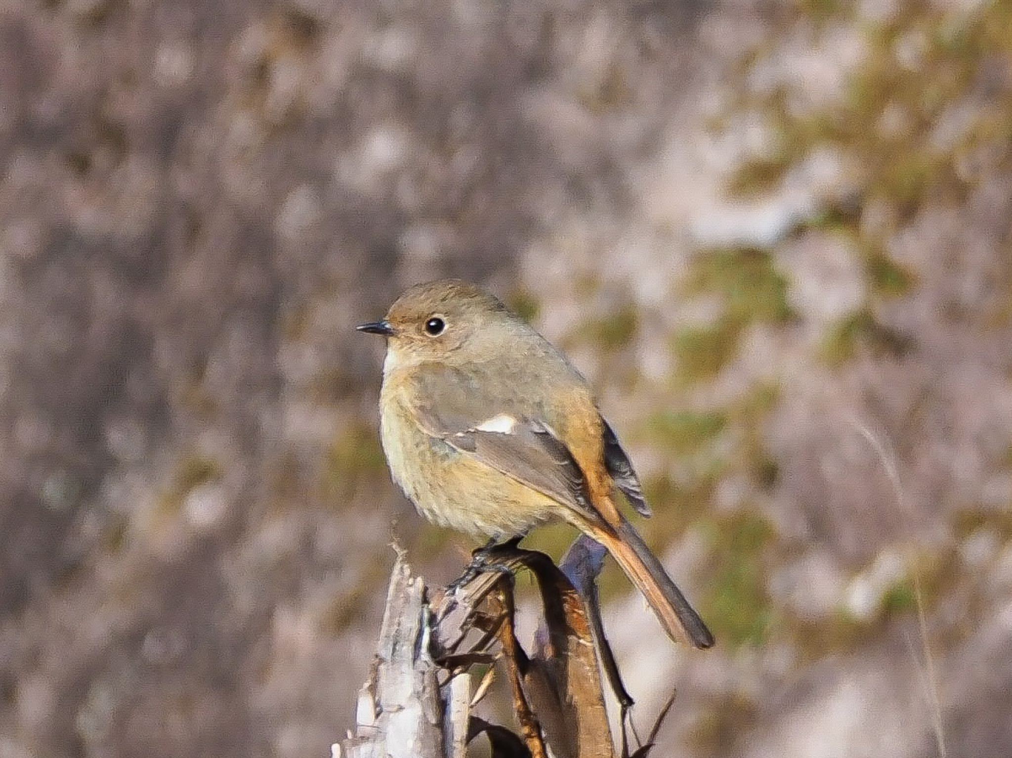 Photo of Daurian Redstart at 瑞浪市 by きずきず
