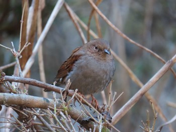 Japanese Accentor Hayatogawa Forest Road Sat, 2/1/2020