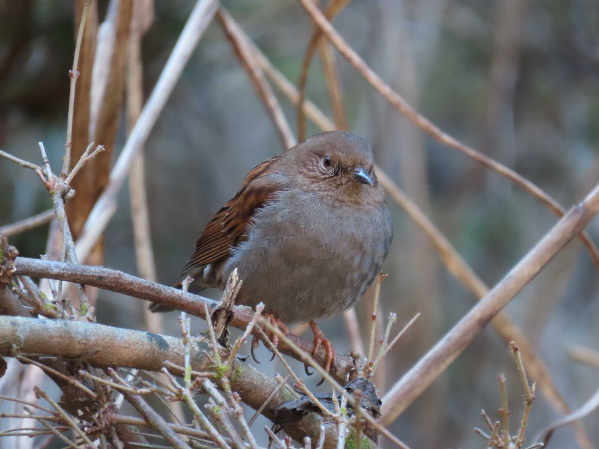 Photo of Japanese Accentor at Hayatogawa Forest Road by 38