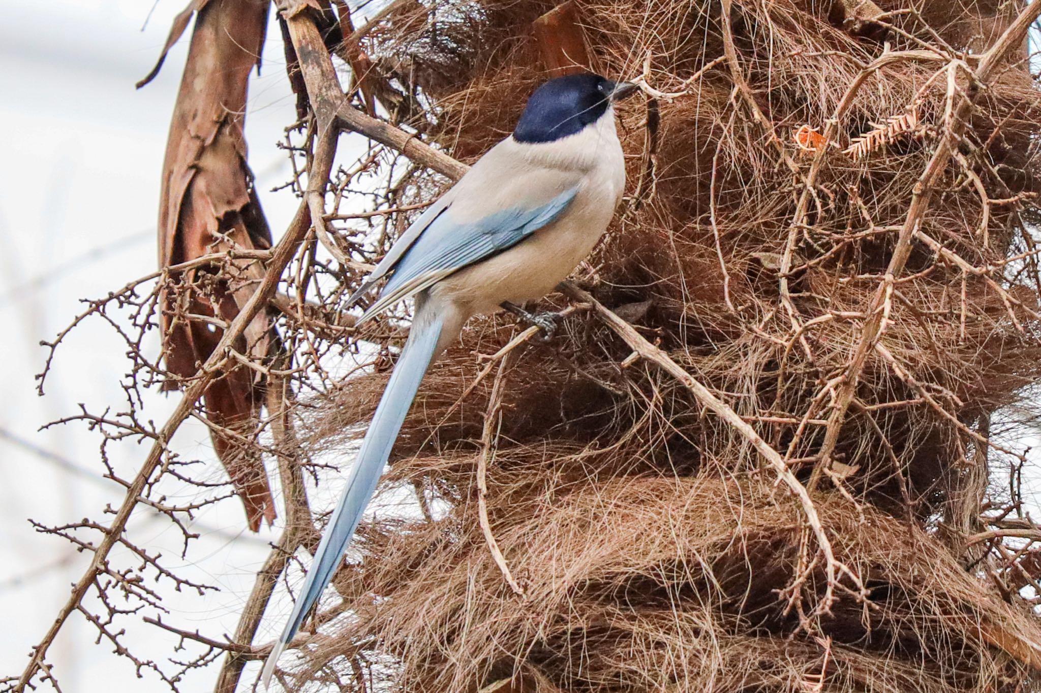 Photo of Azure-winged Magpie at 新宿中央公園 by amachan