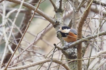 Varied Tit Akashi Park Mon, 2/3/2020