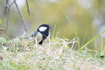 Japanese Tit Akashi Park Mon, 2/3/2020