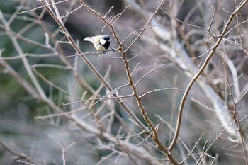 シジュウカラ 代々木公園 2020年2月3日(月)