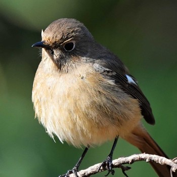 Daurian Redstart Ooaso Wild Bird Forest Park Mon, 2/3/2020