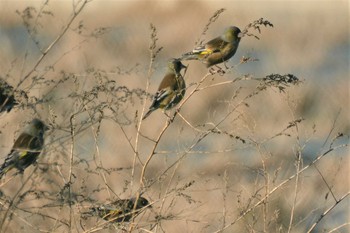 カワラヒワ 神代植物公園 2020年2月1日(土)