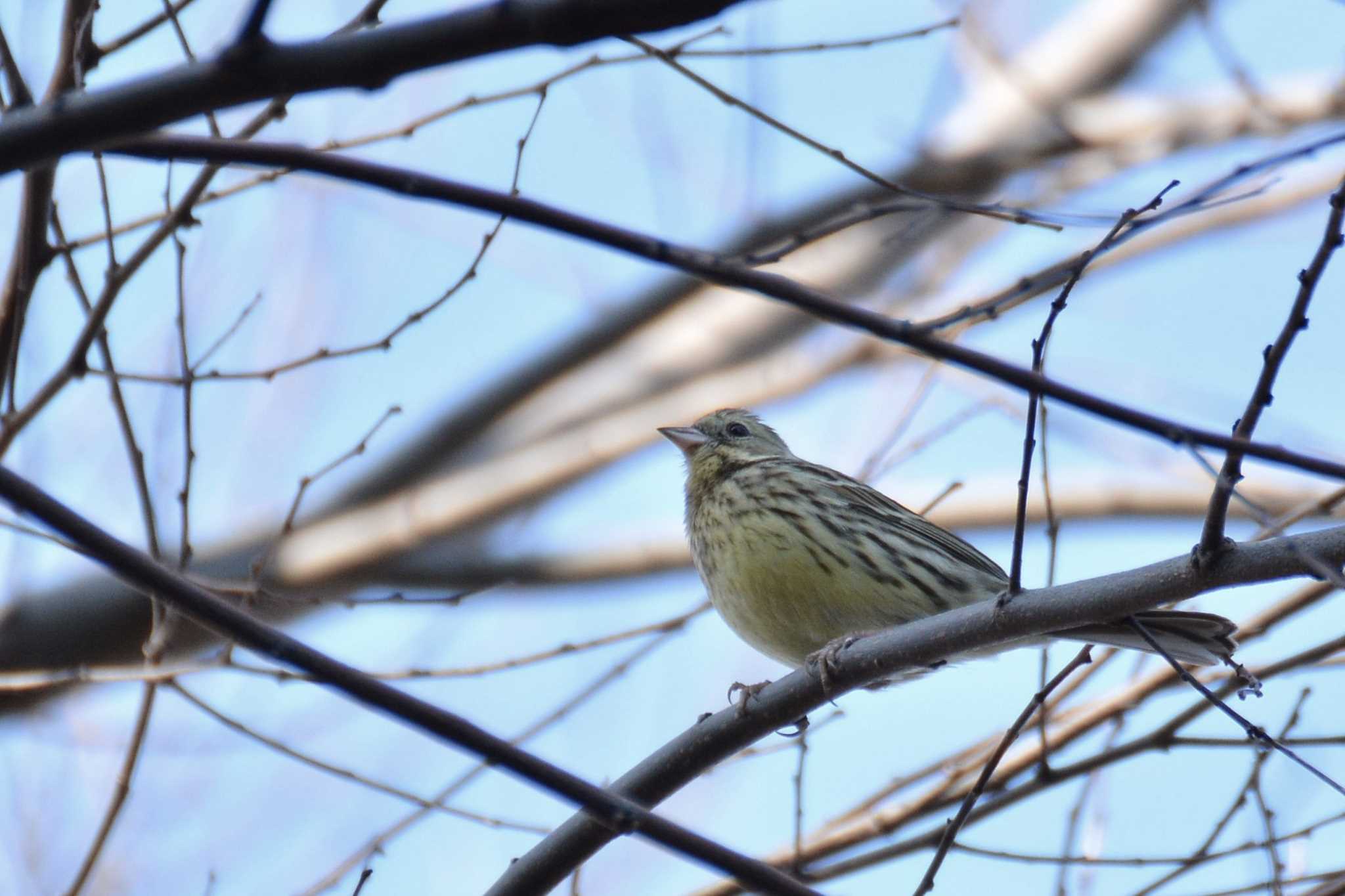 Photo of Masked Bunting at 神代植物公園 by geto