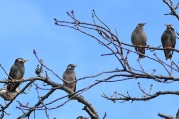 White-cheeked Starling 神代植物公園 Wed, 1/29/2020