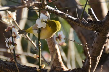 Warbling White-eye 神代植物公園 Sat, 2/1/2020