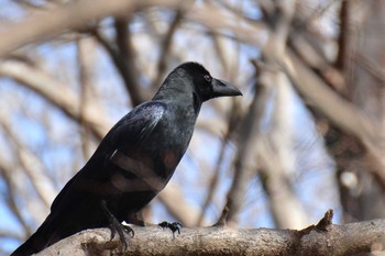 Large-billed Crow 神代植物公園 Wed, 1/29/2020
