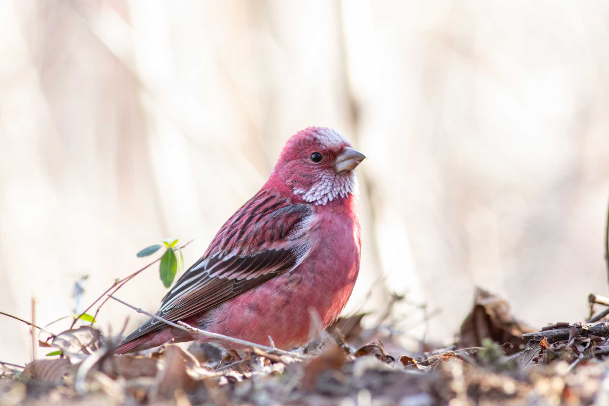 Photo of Pallas's Rosefinch at Saitama Prefecture Forest Park by Trio