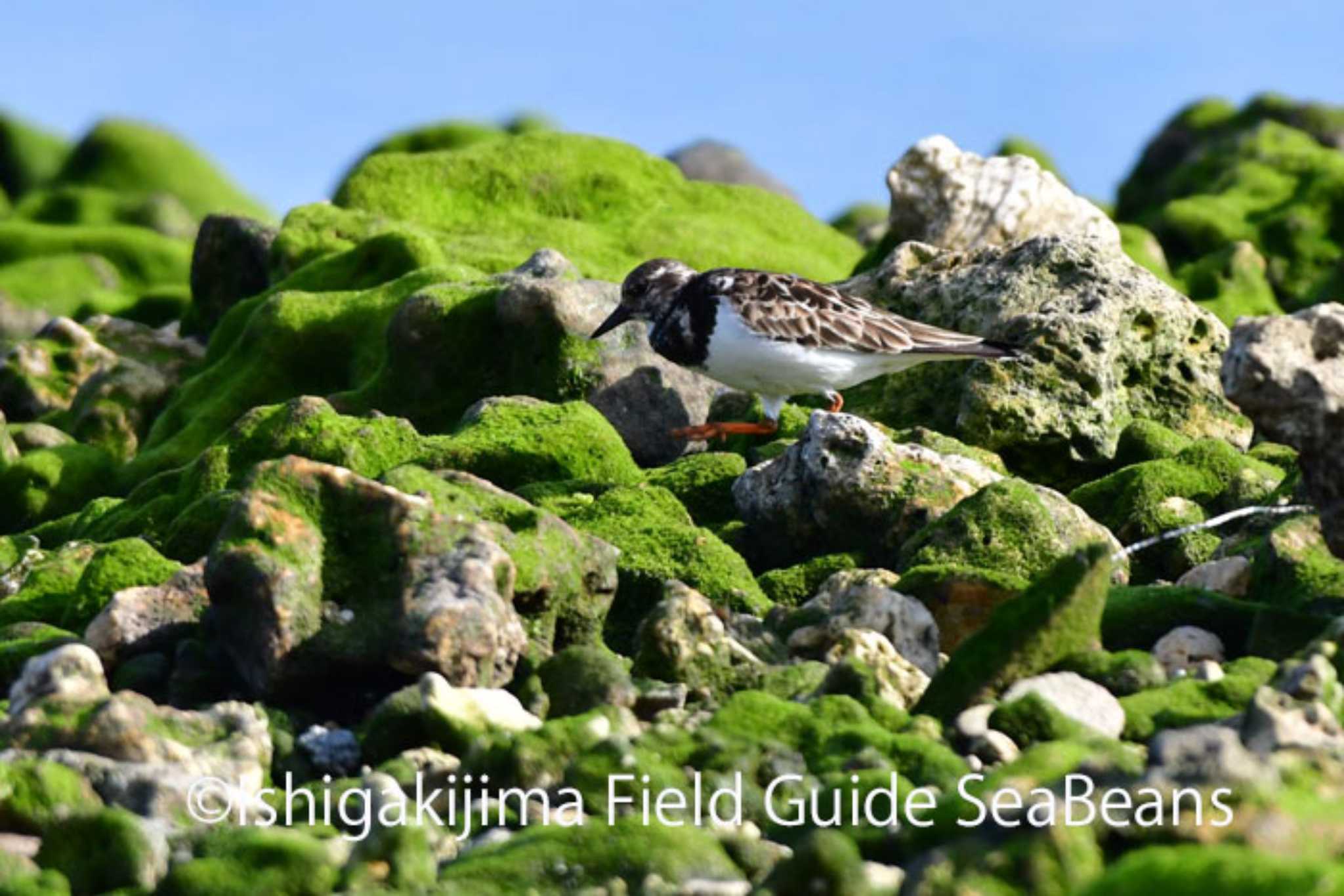 石垣島 キョウジョシギの写真 by 石垣島バードウオッチングガイドSeaBeans