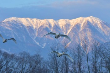 コハクチョウ 安曇野 2020年1月22日(水)