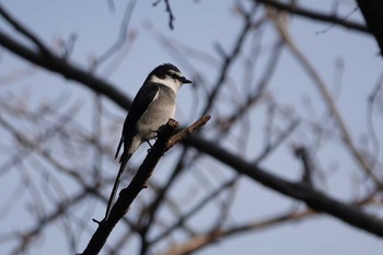 Ashy Minivet 稲佐山 Mon, 2/3/2020