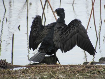 2020年2月2日(日) 蓮華寺池公園の野鳥観察記録