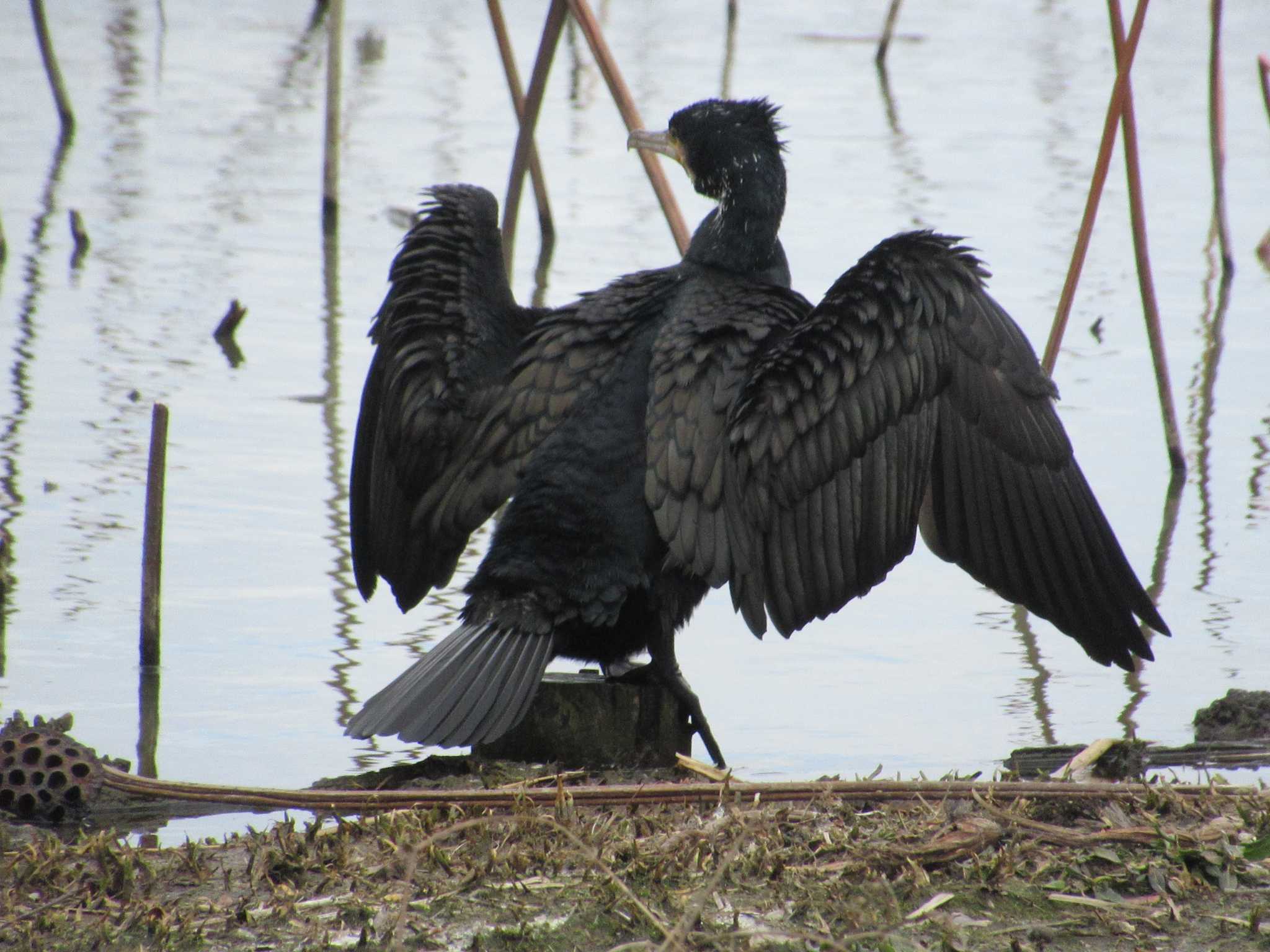 Great Cormorant