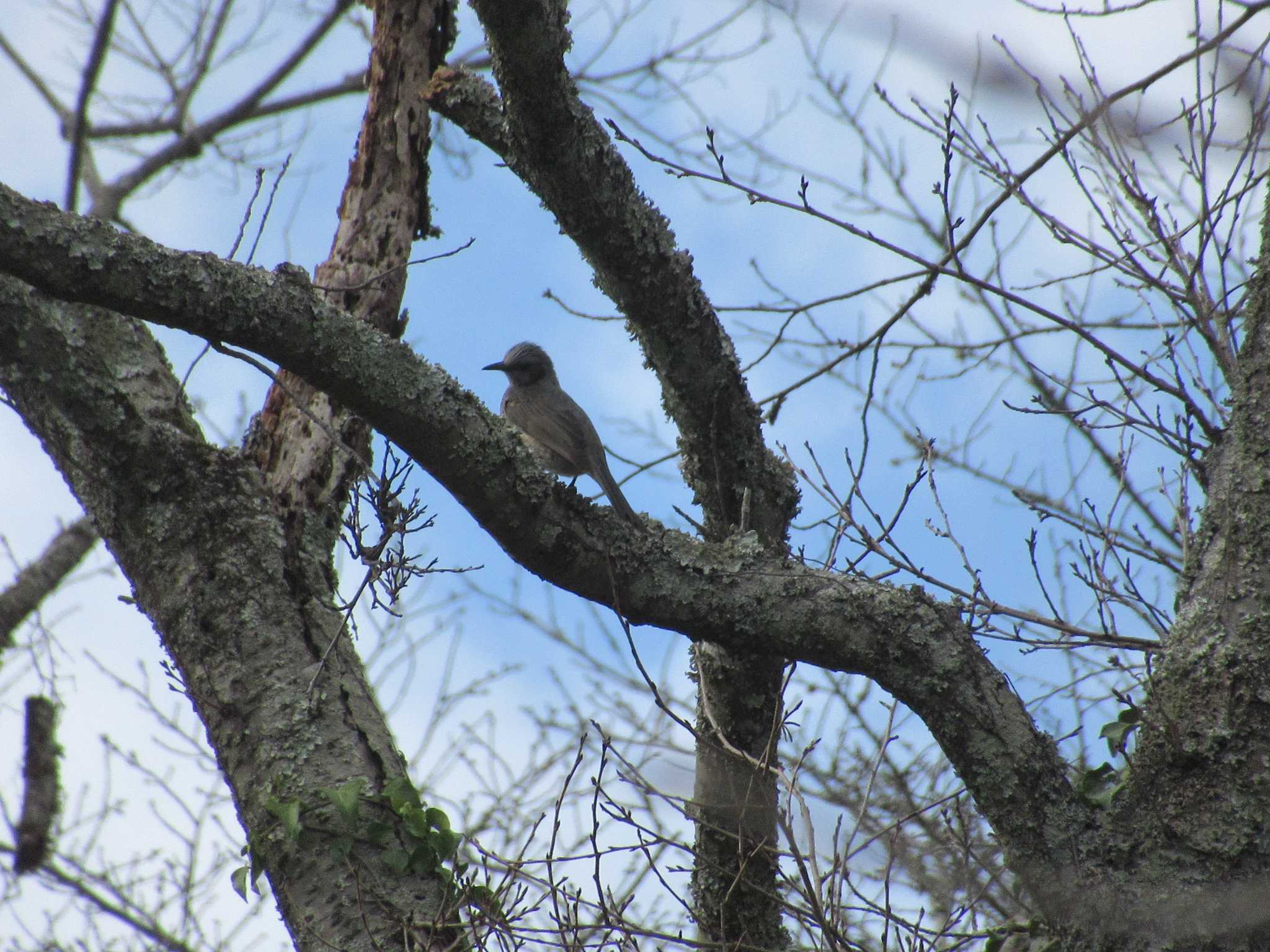 Brown-eared Bulbul