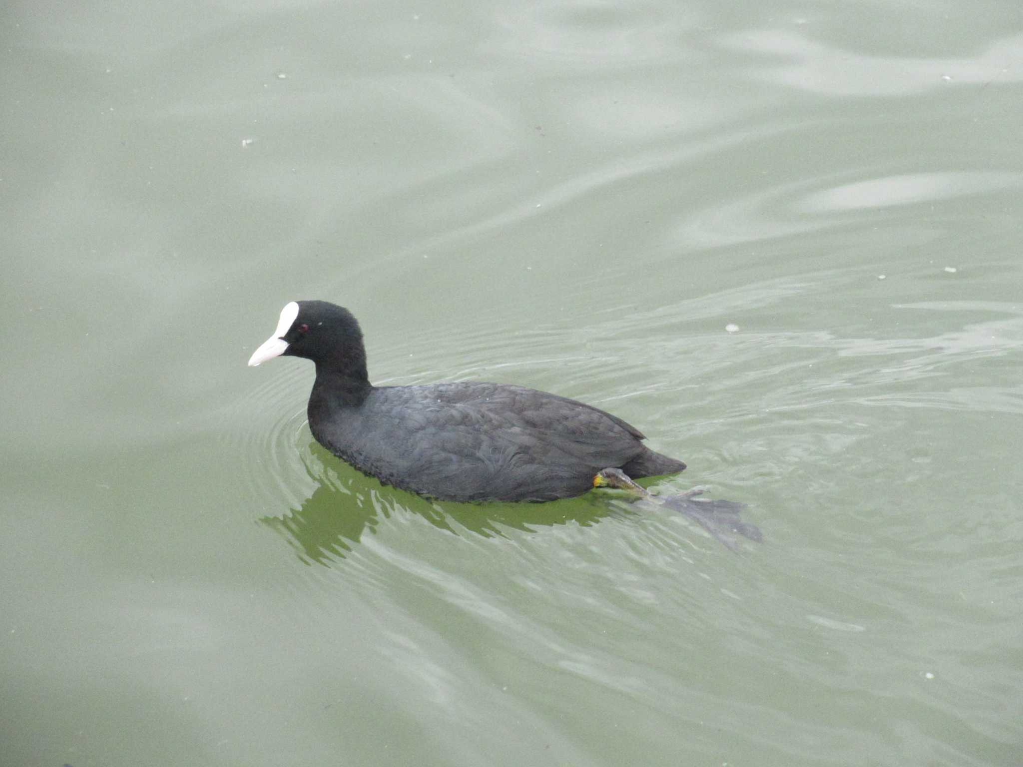 Eurasian Coot