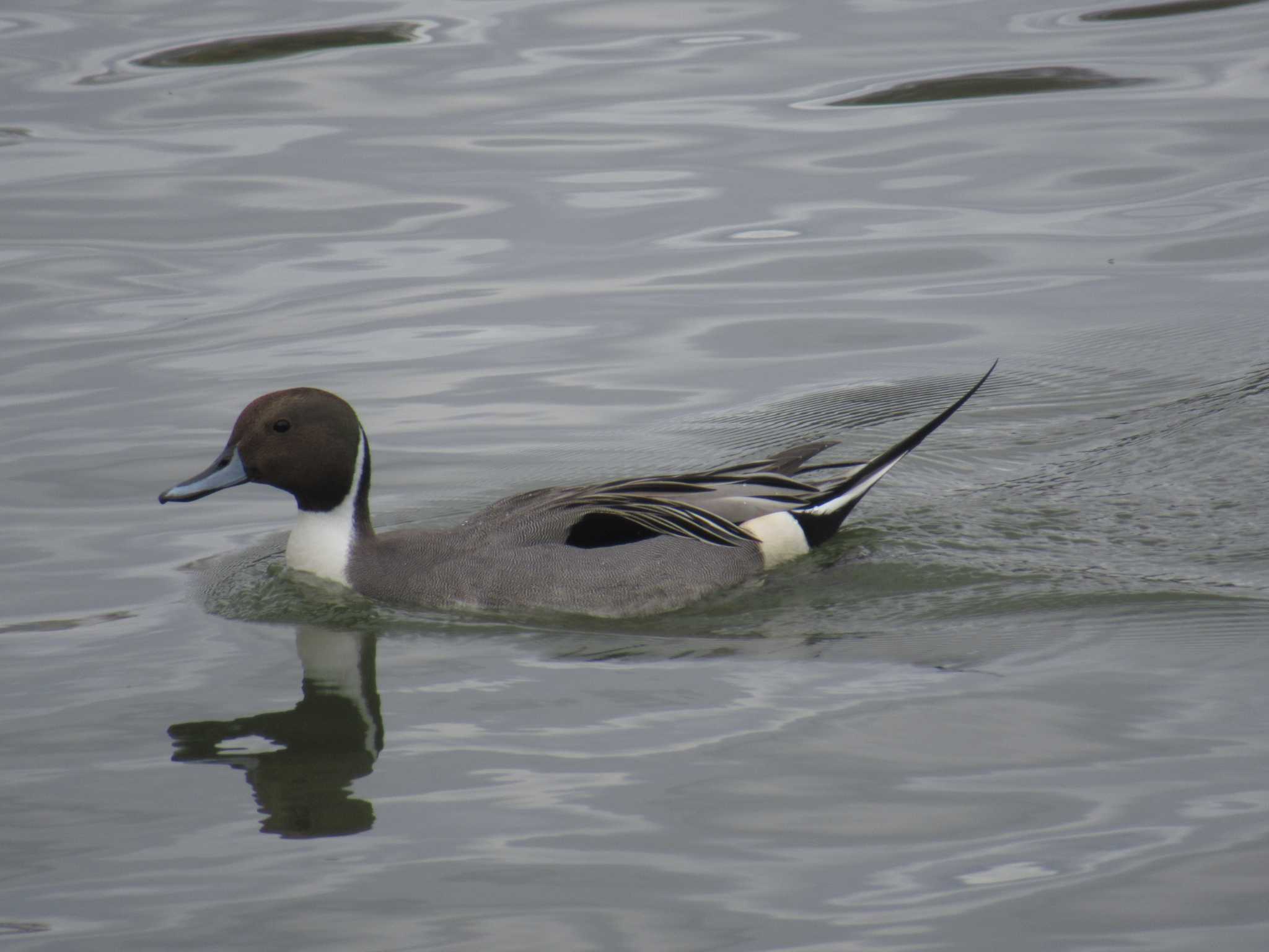 Northern Pintail