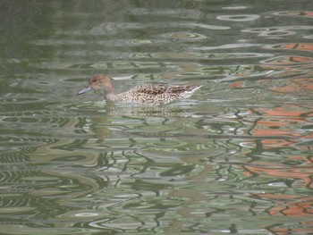 オナガガモ 蓮華寺池公園 2020年2月2日(日)