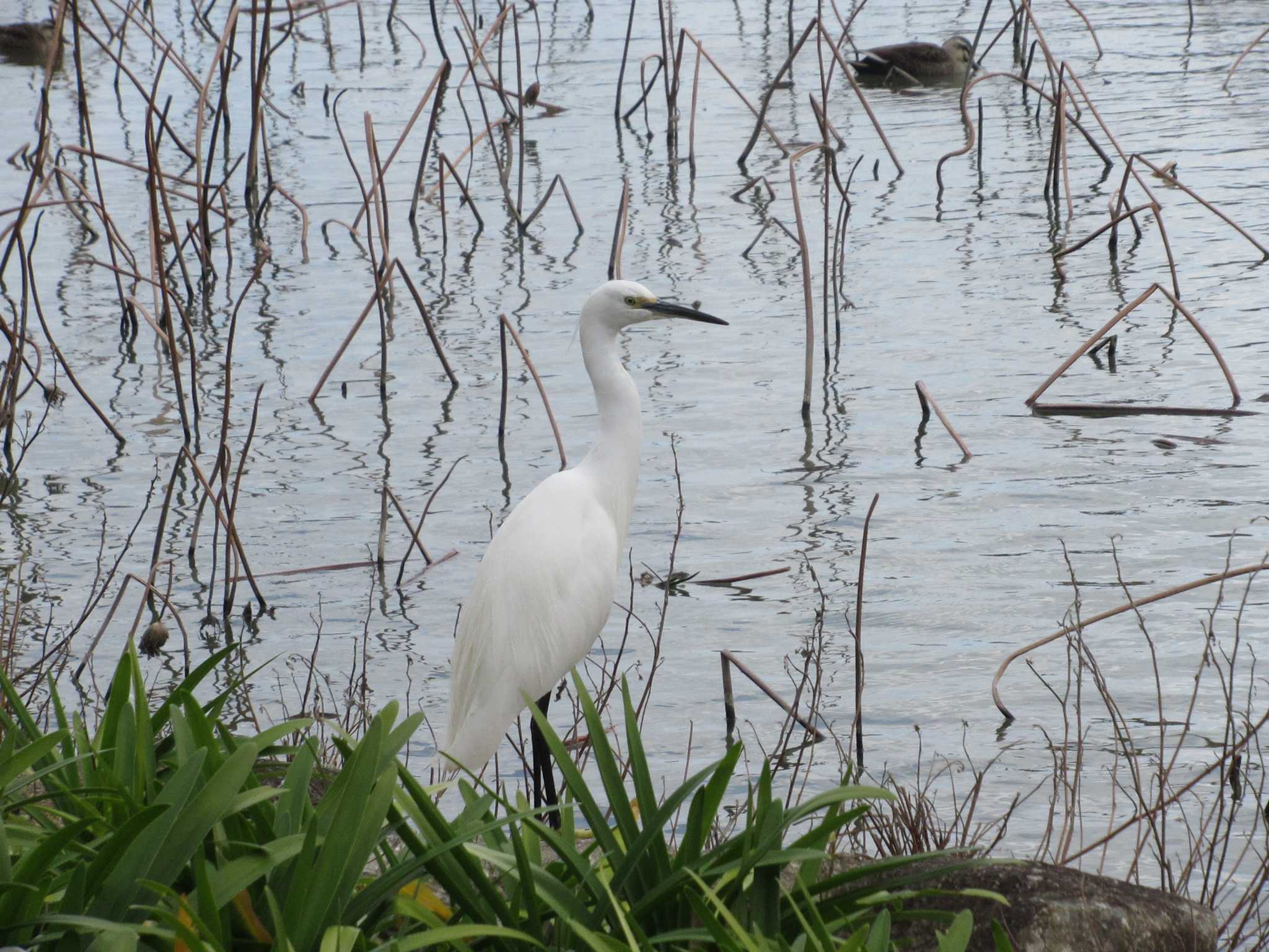 Little Egret