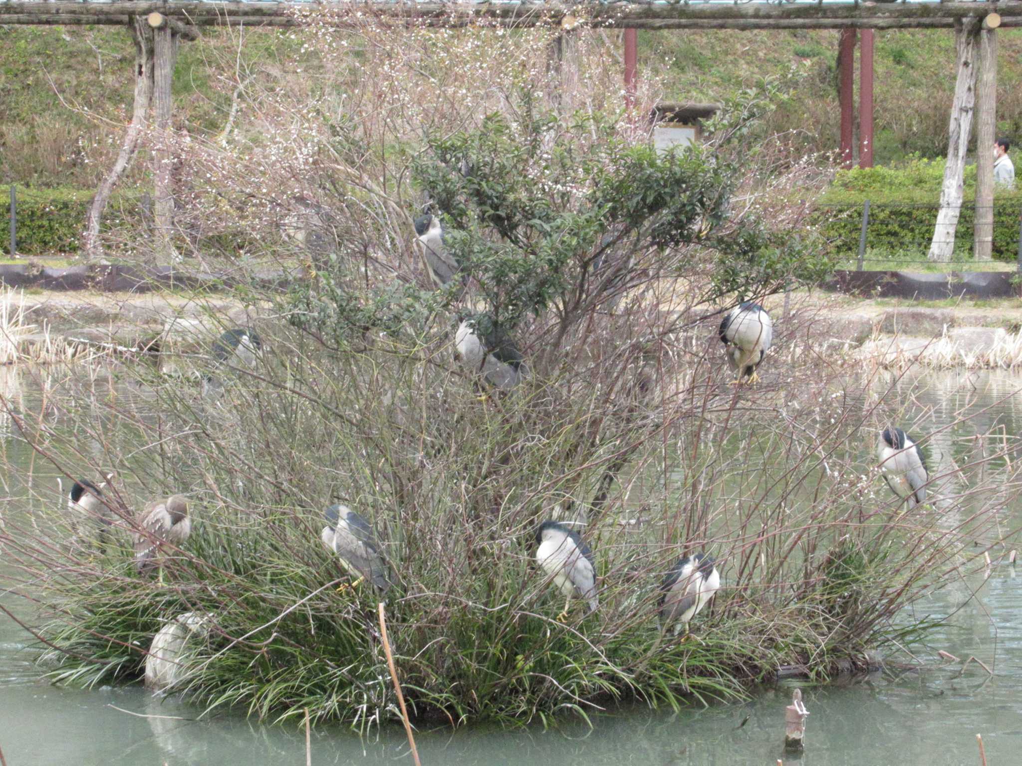 Photo of Black-crowned Night Heron at 蓮華寺池公園 by AyuHaruPapa