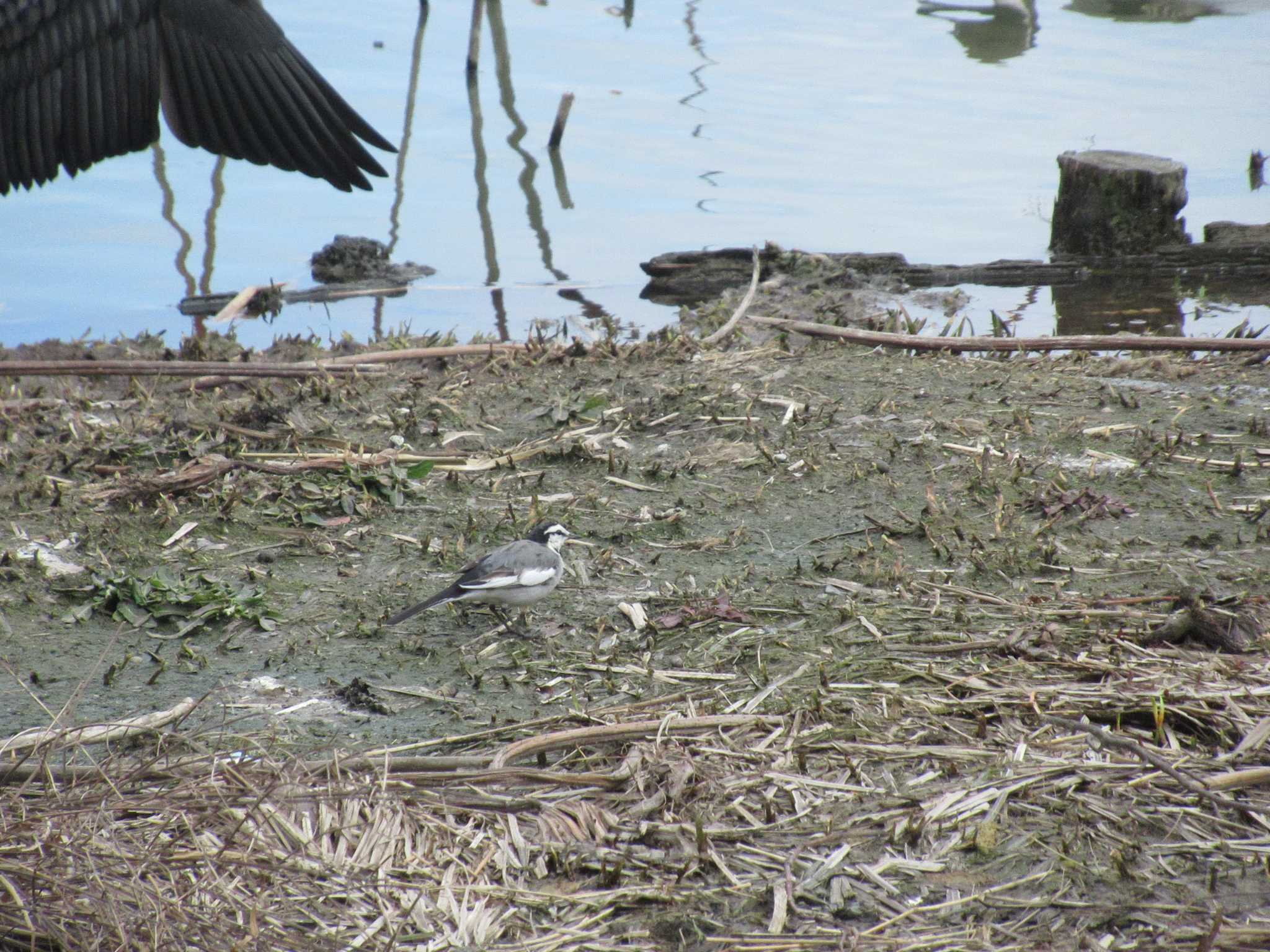 White Wagtail