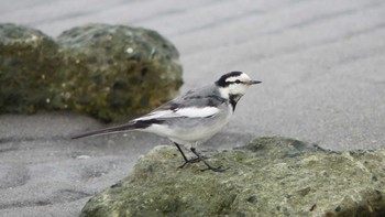 2020年2月3日(月) 木更津市金田の野鳥観察記録