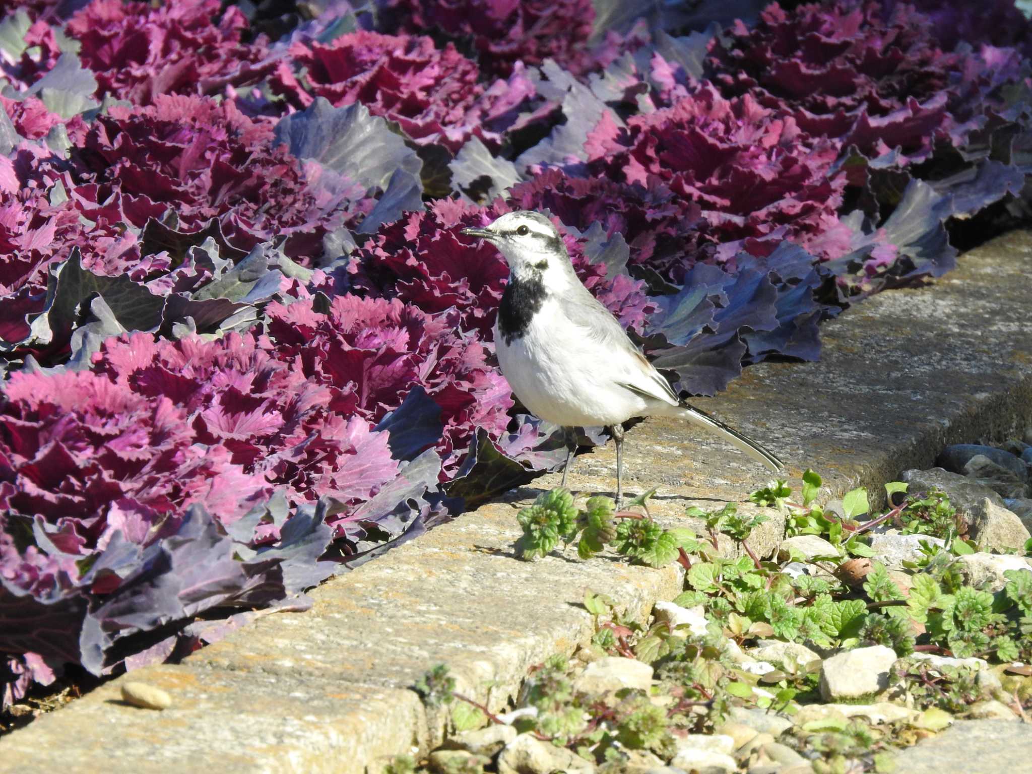 Photo of White Wagtail at 21世紀の森と広場(千葉県松戸市) by TK2