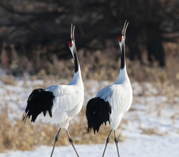 Red-crowned Crane Tsurumidai Mon, 2/11/2019