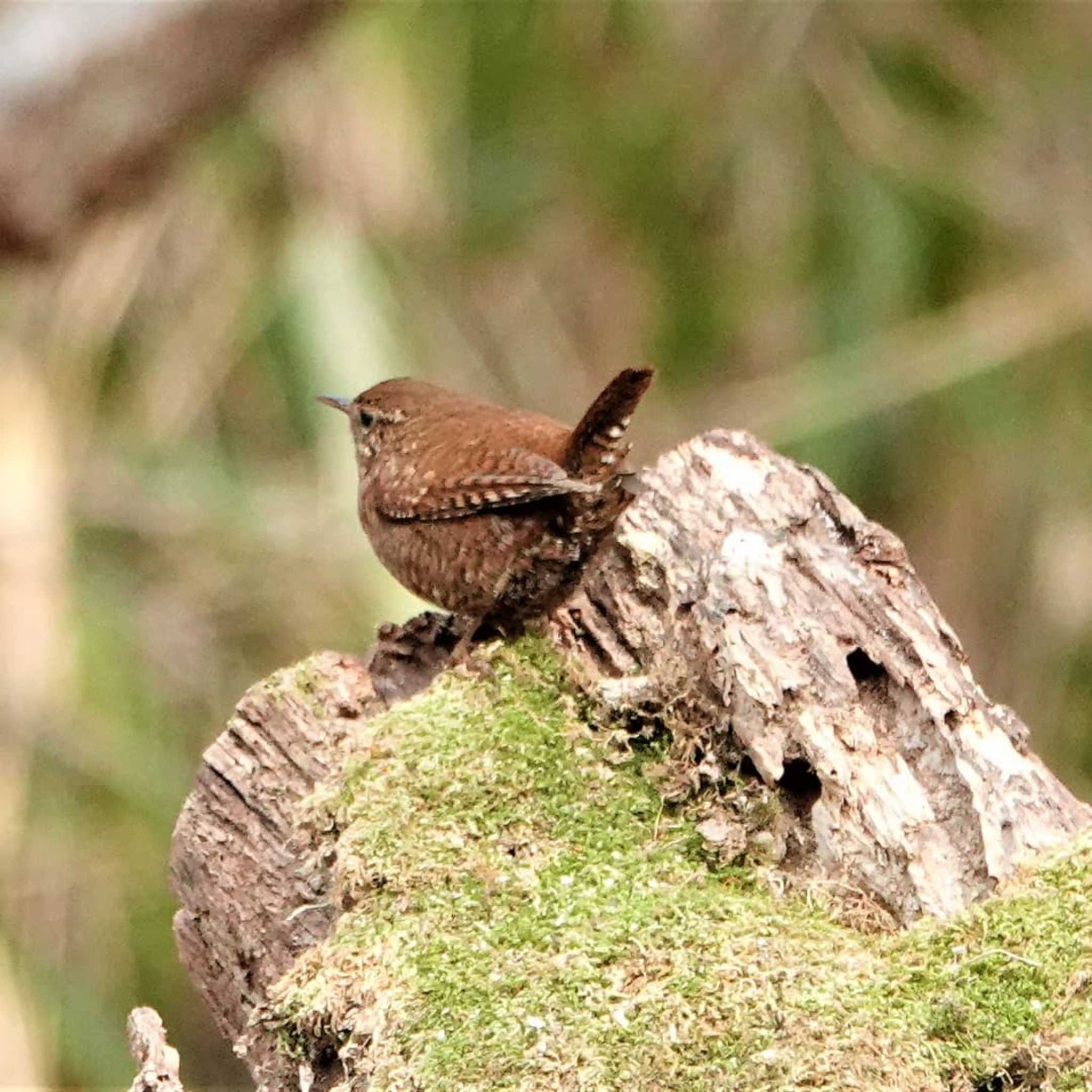 Photo of Eurasian Wren at 小幡緑地 by アカウント2209