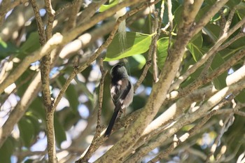 Long-tailed Tit 神戸市西区 Tue, 2/4/2020
