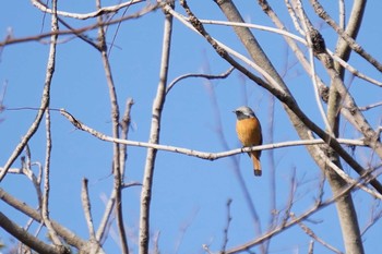 Daurian Redstart 神戸市西区 Tue, 2/4/2020