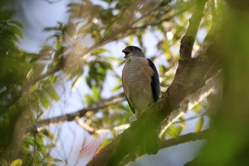 Japanese Sparrowhawk Amami Forest Police Wed, 1/29/2020