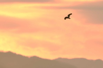 Short-eared Owl Unknown Spots Tue, 2/4/2020