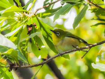 Warbling White-eye 西宮市鳴尾浜 Sat, 12/28/2019