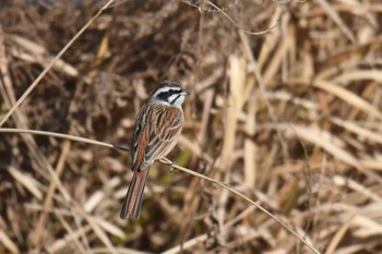 2020年2月2日(日) 多摩川の野鳥観察記録