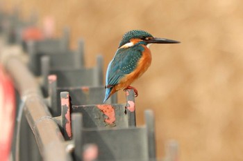 2020年2月4日(火) 新横浜公園の野鳥観察記録