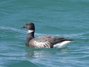 Brant Goose 田原市 Tue, 2/4/2020