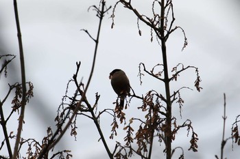 2020年2月1日(土) 神戸市立森林植物園の野鳥観察記録