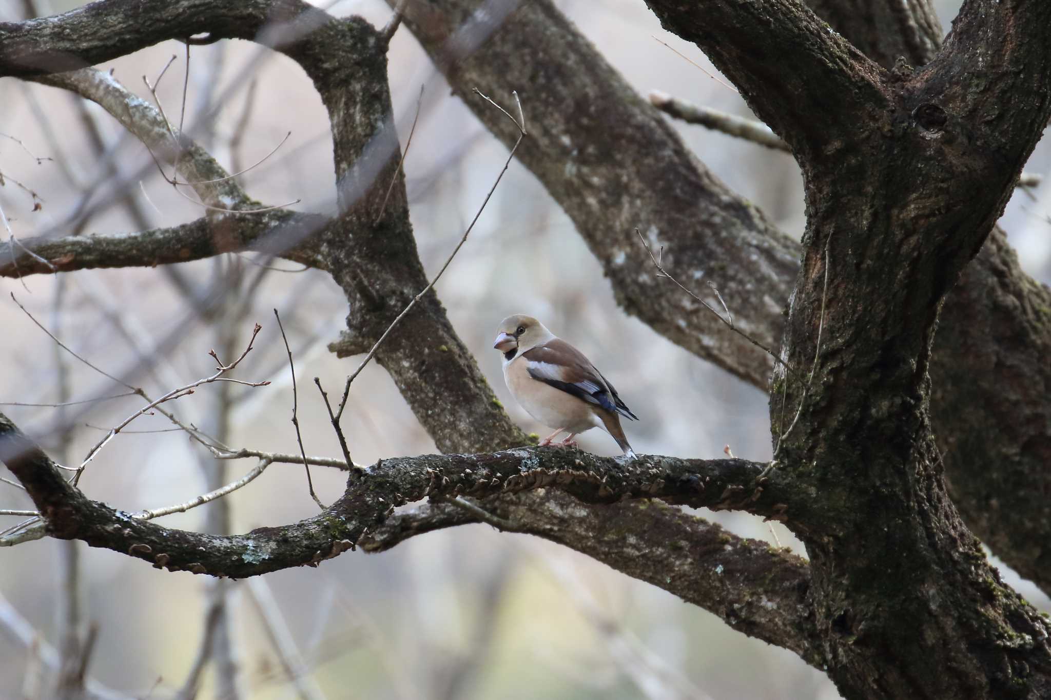 Photo of Hawfinch at Kobe Forest Botanic Garden by 明石のおやじ