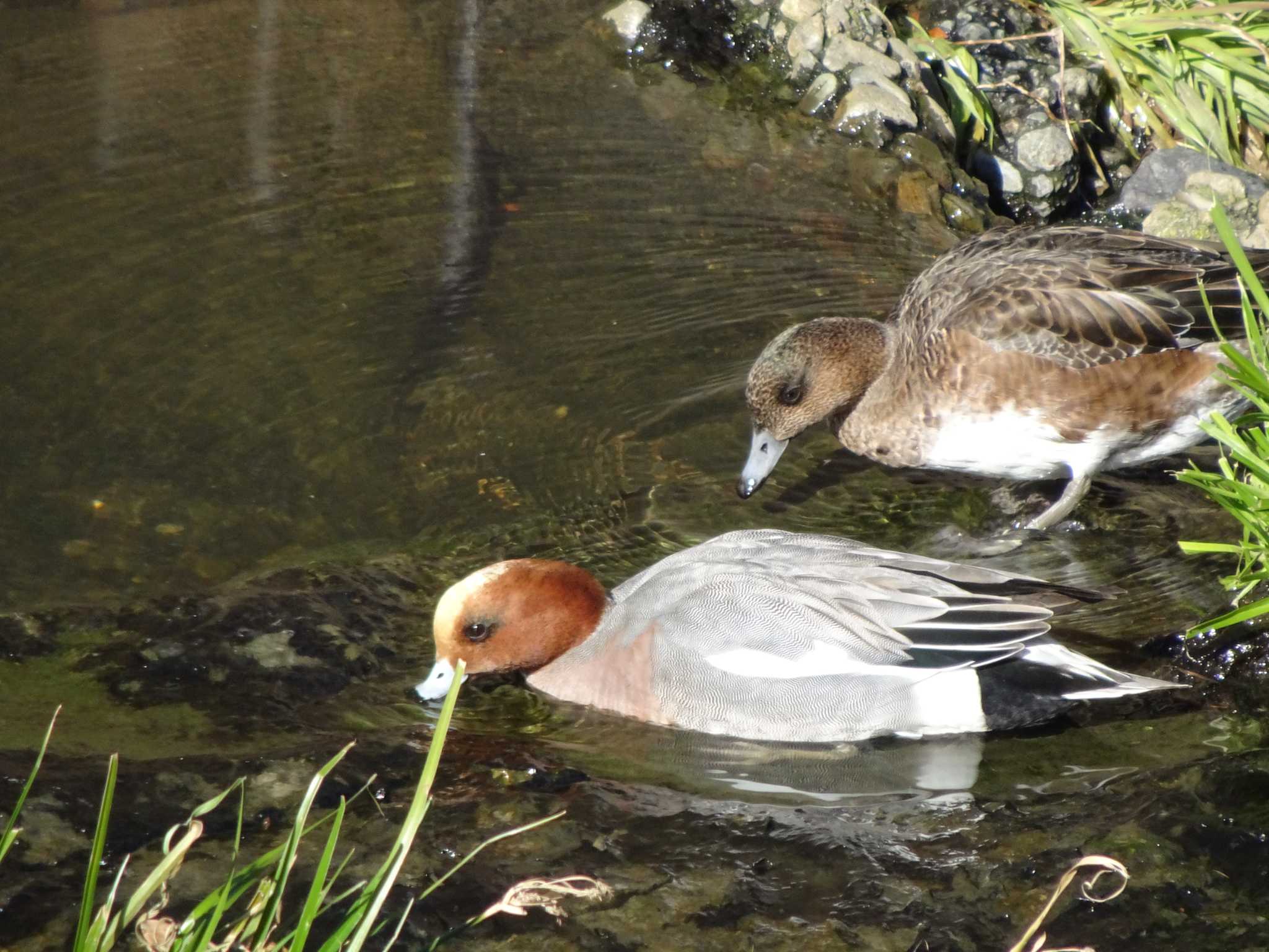 ヒドリガモ