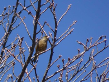 カワラヒワ 恩田川(高瀬橋付近) 2020年2月2日(日)